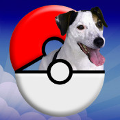 �ڴ�С��go����-pocket puppy goƻ���ֻ���v1.1